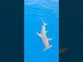 Biggest Hammerhead Shark I’ve EVER Seen!! #fishing  #encounter #shark #biggboss