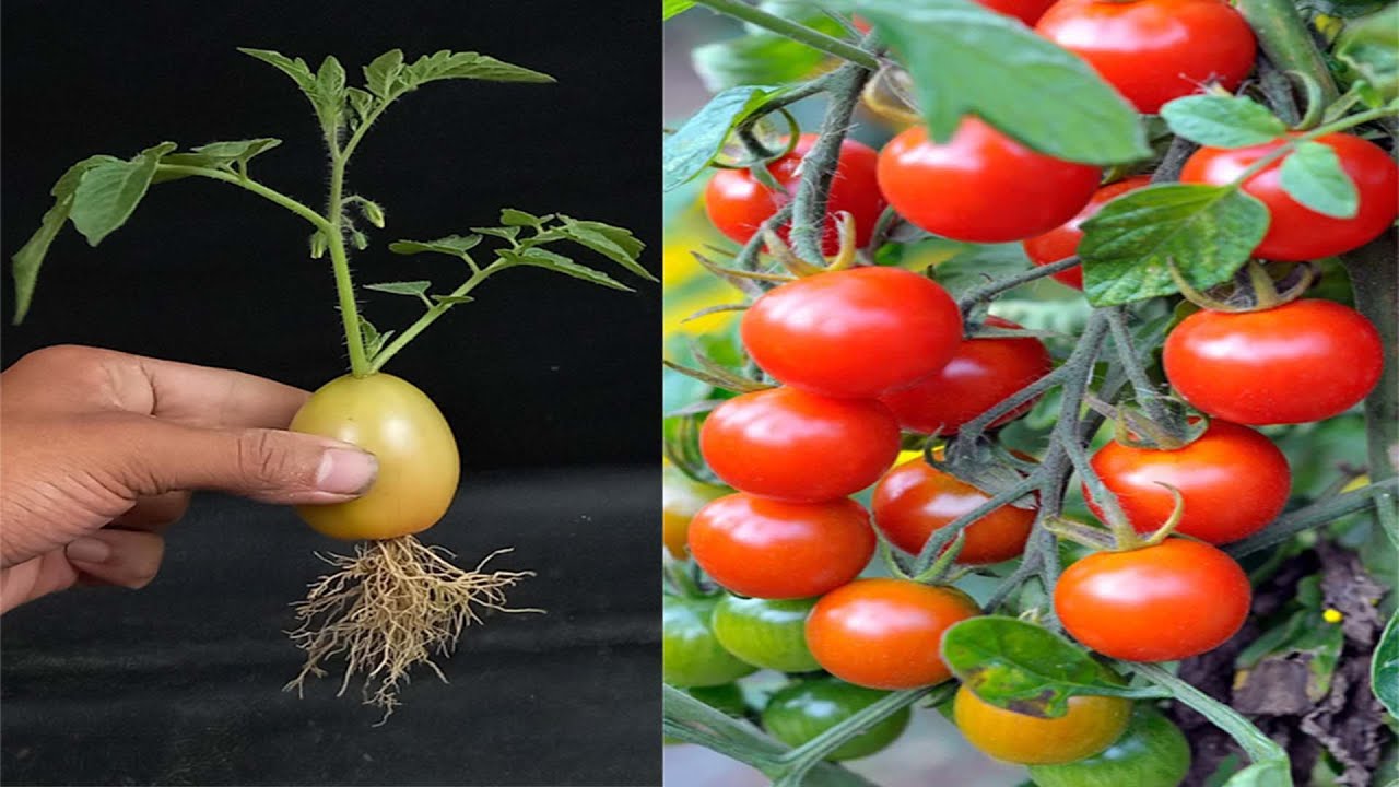 Grow Healthier Tomatoes with the Florida Weave Trellis Method