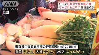 冬の名物・鍋料理に順風　白菜や大根がお買い得に(2021年12月1日)