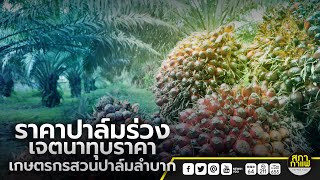 ราคาปาล์มร่วง เจตนาทุบราคา เกษตรกรสวนปาล์มลำบาก : จับประเด็น สภากาแฟเวทีชาวบ้าน 29-05-67