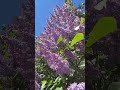 The Scent of Lilacs