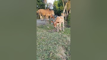 Anak Sapi Lucu, Sapi Joget, Sapi Moo #sapi #lembu #cow #shorts