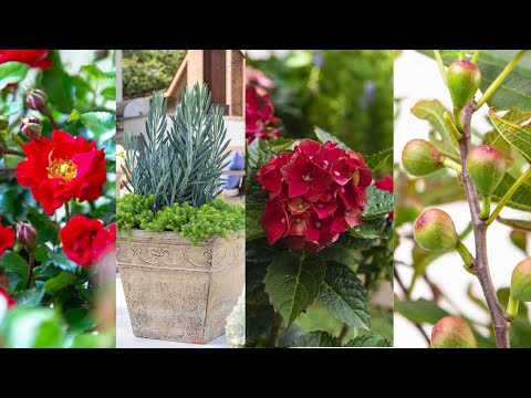 Video: Sone 5 Gardens - What Are The Best Plants For Zone 5