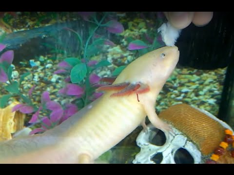 feeding-cute-axolotl