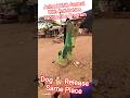 Dog 🐕 Release Same Place #dog #release #dogwithpublicsafety #ytviral #pets #dogshorts #shorts