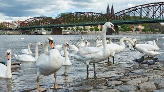 Labuť velká (Cygnus olor), Mute swan, Höckerschwan, Лебедь-шипун, Łabędź niemy, Labuť veľká