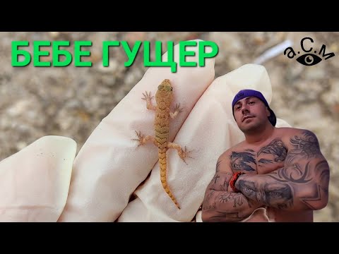 Видео: Как да се грижим за бебе гекон - Грижа за бебешки гущер