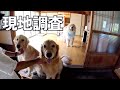 ジョイ家新居現地調査へ行ってきました