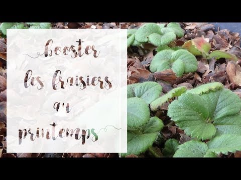 Vidéo: Ne vous réveillez pas avant le printemps : comment couvrir les fraises pour l'hiver