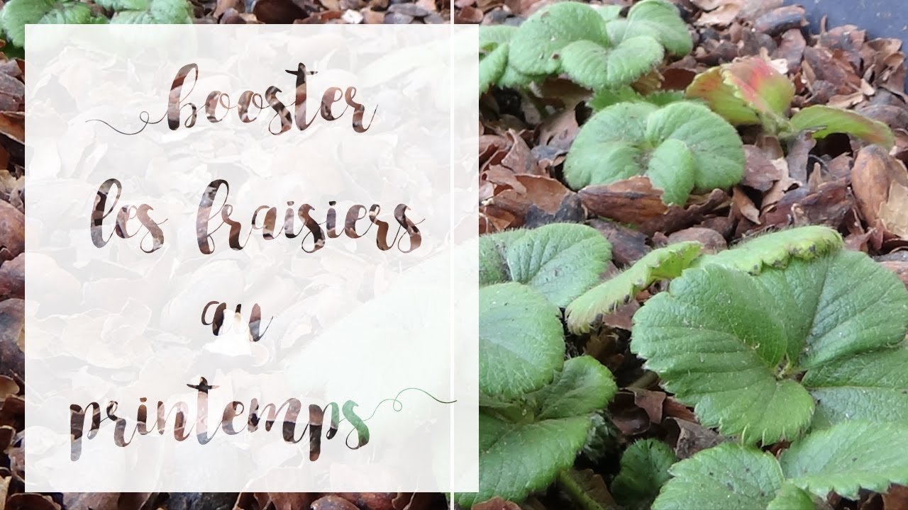 Redemarrer Les Fraisiers En Sortie D Hiver Astuces Jardinage