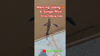 MANCING UDANG GALA‼️DI SUNGAI MUSI LOKASI SEKAYU MUBA SUMSEL#mancing #mancingmania #mancingudang