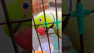 #bolnewalaparrot#talkingparrot#parrotspeak#parrotvideo#funny#entertainment#birds#mummy#parrot#monkey