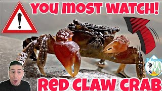 Red Claw crab care guide! Breeding, Feeding, tank size & mates! All you need to know!