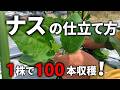 【ナス】家庭菜園で1株から100本の実を収穫するためにはこの仕立て方が一番！／これで、適度に管理できれば1株100本以上を狙えます