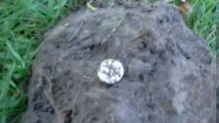 Metal Detecting Your Moms Backyard - A Local Park