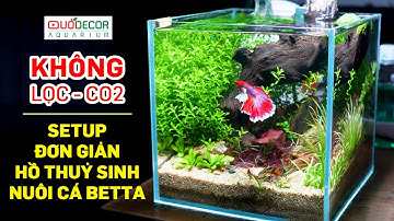 Hướng dẫn setup hồ thuỷ sinh cubic đơn giản nuôi cá betta, không lọc và co2 - Thủy sinh Quới decor