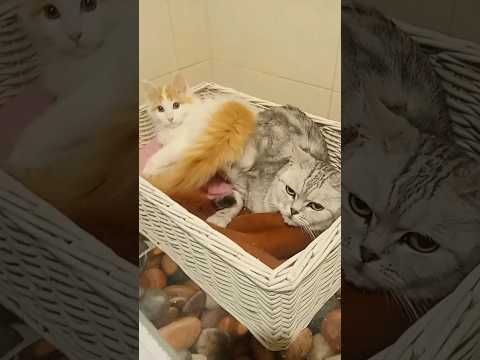 Как ты меня достала... #животные #кот #animals #shorts