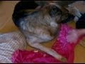 Duke The Dog Dies Shortly After Neighbor Beats Him With Bat Duke The Dog Dies Shortly After Neighbor Beats Him With Bat