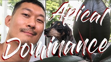 Apical dominance - why you should propagate and prune your plants often.