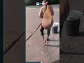 Traditional shrimp harvesting method on the coast