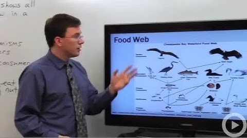 Food Web