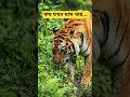 বাঘ এখন ঘাস খায় | বাঘ এখন তৃণভোজী প্রানী 😅🐯🤣 #মজারভিডিও #হাসিরভিডিও #হাস্যরস #funny #funnyvideo