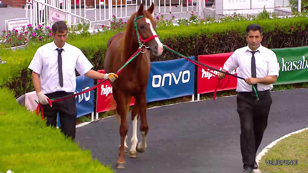 KARACABEY TARIM İŞLETMESİ YETİŞTİRMESİ  SAFKAN ARAP  ELİT TAY  SATIŞI  - 22.10.2024