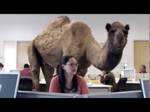 GEICO HUMP DAY COMMERCIAL: DUBSTEP REMIX