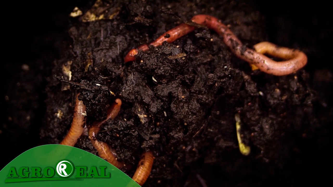Curso de minhocultura em Campo Verde ensina produção de húmus e geração de renda