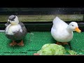 いじけるオチョチョ。 Ochocho sulks.