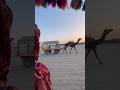 Rann of Kutch Experience | Camel Cart Ride, Windmills &amp; Stunning Desert Sunset | Gujarat