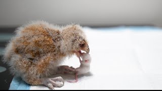 Owl Eats Mice | Warning Live Eating