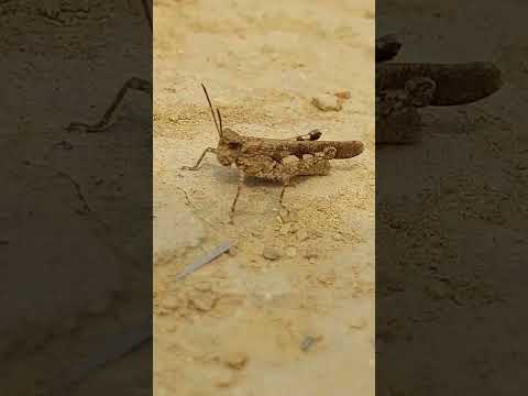 Video: Kumakagat ba ang Florida Grasshoppers?