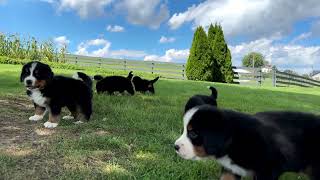 Bernese Mountain Dog Puppies Playing