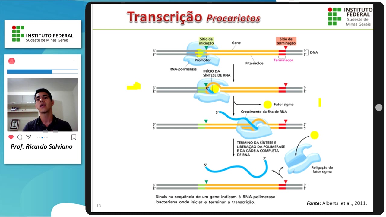 Transcrição do RNA - Parte II