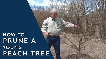 How to Prune Young Peach Trees