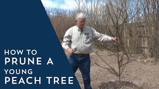 How to Prune Young Peach Trees