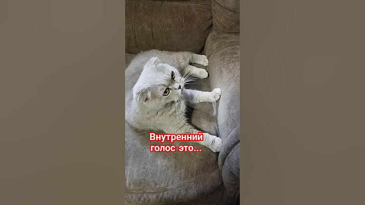 внутренний голос 🤣 #cat #юмор