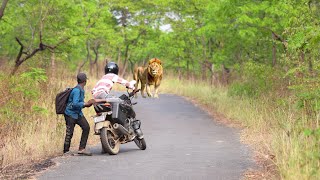 Forest King Lion Attack True Jungle Story