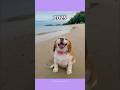 The Famous Dog Memes Now?💔🕊️ #shorts