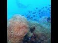 Diving the ss yongala  great barrier reef  september 2020