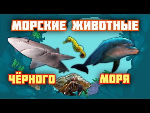 ПОДВОДНЫЙ мир | серия 3 | Морские обитатели ЧЕРНОГО моря. Развивающие мультики