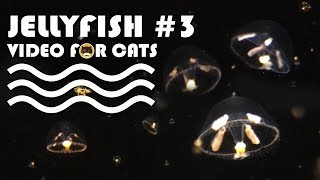 Fish Video For Cats - Jellyfish #3. Entertainment Video For Cats To Watch.