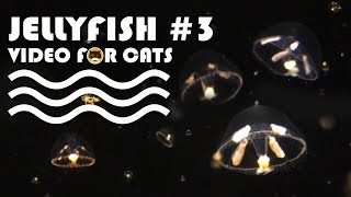FISH VIDEO FOR CATS - Jellyfish #3. Entertainment Video for Cats to Watch.