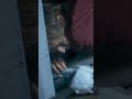 Can He Really Speak to Pigeons? #Inside #shorts