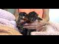 NEW 3 Grumpy Baby Kittens & Momma Cat Charity With Her 5 Chunky Kittens