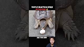 Turtle Strikes Fast ⚡🐢… But the Cat is Even Faster! 🐱🔥 #trending #animals #wildlife #nature #cat