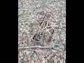 #16-22 Поиск рогов в Налибокской пуще, март 2022, zrzuty poroże jelenia 2022, 7 tyk