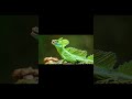 El pez que corre sobre el agua 😳💦 ¡Como Naruto!#Curiosidades #Animales #ParaTi #Wow #Shorts