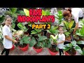 MGA SIKAT AT USONG INDOOR PLANTS (PART2) |INDOOR PLANT UNBOXING |PLANT HAUL |RARE INDOOR PLANTS